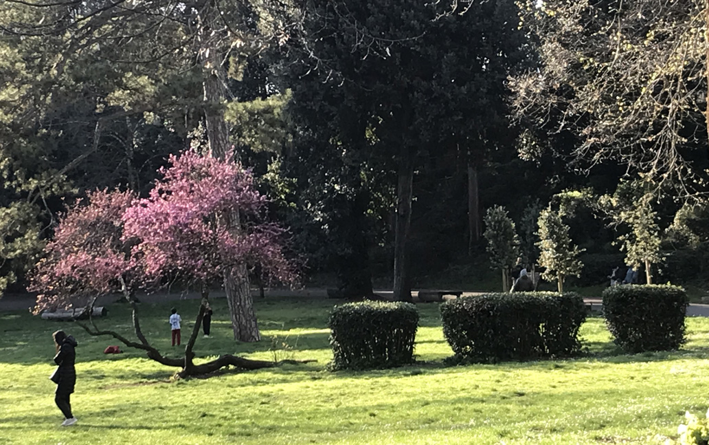 Parco Villa Strozzi: Alberi e prato